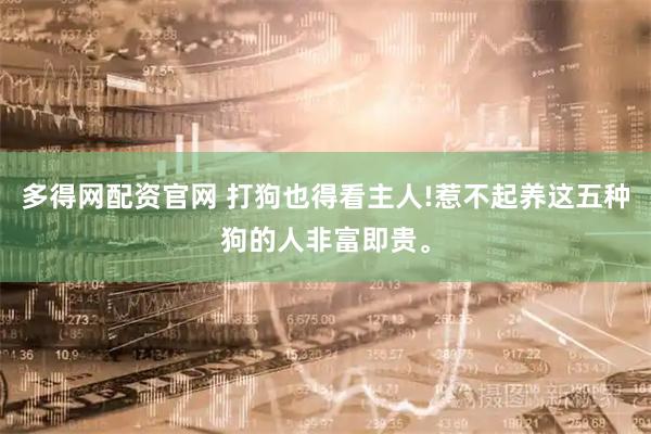 多得网配资官网 打狗也得看主人!惹不起养这五种狗的人非富即贵。