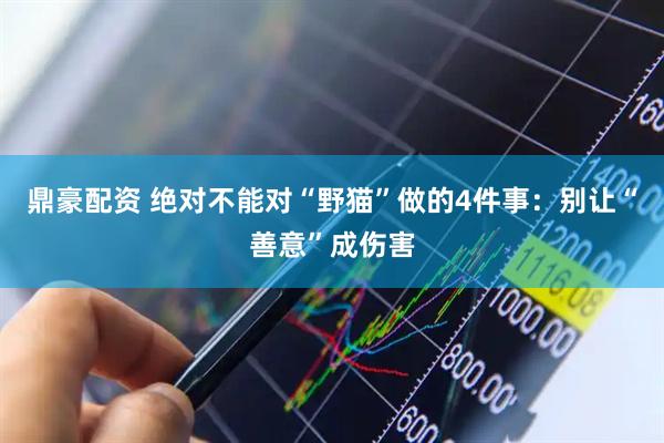鼎豪配资 绝对不能对“野猫”做的4件事：别让“善意”成伤害