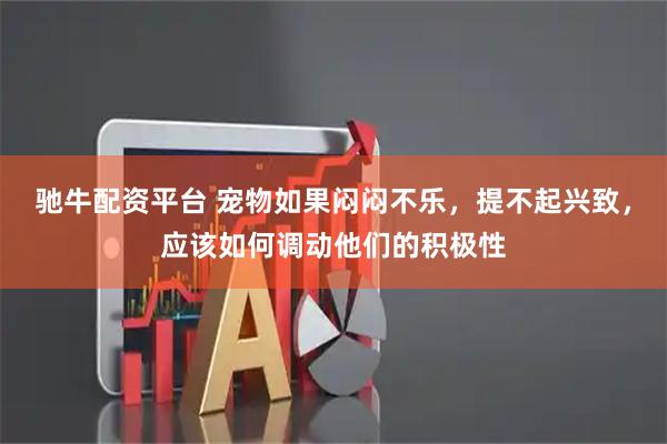 驰牛配资平台 宠物如果闷闷不乐，提不起兴致，应该如何调动他们的积极性